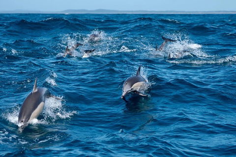Cruise With Dolphins In Byron Bay - Surfers Gold Coast 2