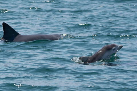 Cruise With Dolphins In Byron Bay - Surfers Gold Coast 5
