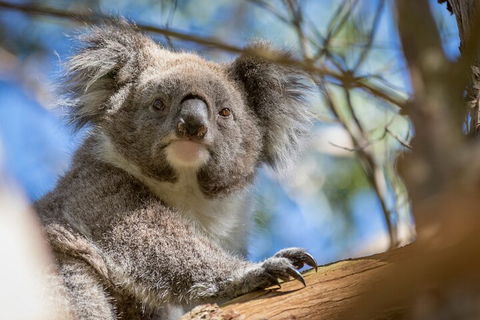 Phillip Island Penguin And Koala Highlights Day-Trip From Melbourne - Surfers Gold Coast 2