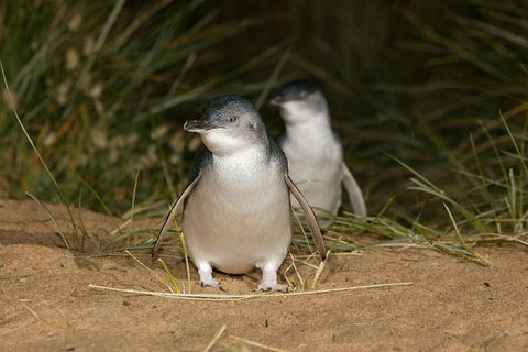 Phillip Island Penguin And Koala Highlights Day-Trip From Melbourne - Surfers Gold Coast 3