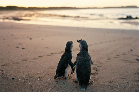 Phillip Island Penguin And Koala Highlights Day-Trip From Melbourne - Surfers Gold Coast 4