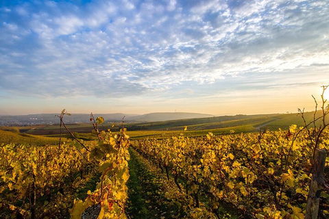 Wine Tours Sydney - Southern Highlands Day Escape, Full Day Wine Tasting Tour - Surfers Gold Coast 1