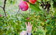 Perth Hills - Wildlife, Art & Gastronomy - thumb 1
