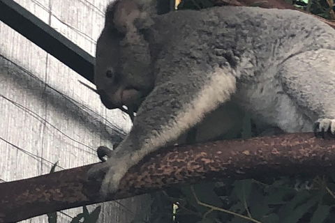 Perth Hills - Wildlife, Art & Gastronomy - Surfers Gold Coast 3