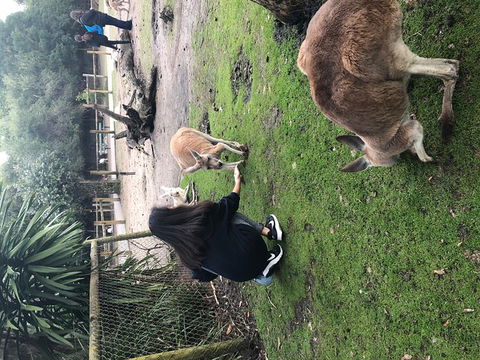 Perth Hills - Wildlife, Art & Gastronomy - Surfers Gold Coast 4