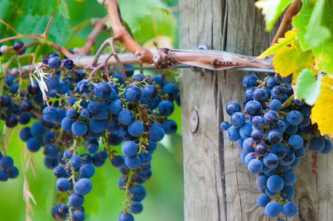 Yarra Valley, Dandenong Ranges Inc. Lunch With Wine,plus Morning Tea,chocolate - Surfers Gold Coast 0