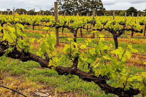 Margaret River Indulge And Discover Day Tour - Surfers Gold Coast 5