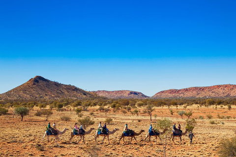 Alice Springs Camel Tour - Surfers Gold Coast 0