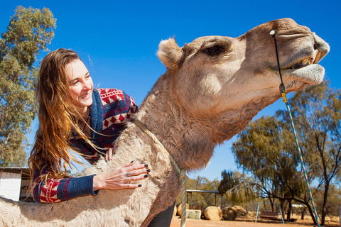 Alice Springs Camel Tour - Surfers Gold Coast 2