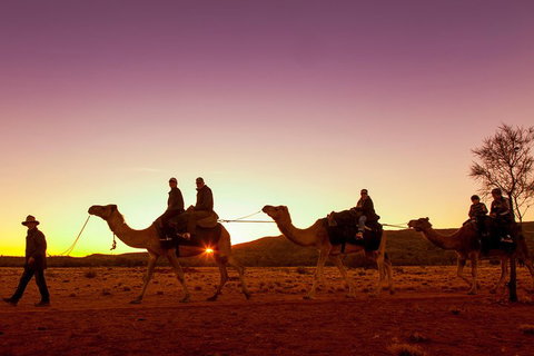 Alice Springs Camel Tour - Surfers Gold Coast 4
