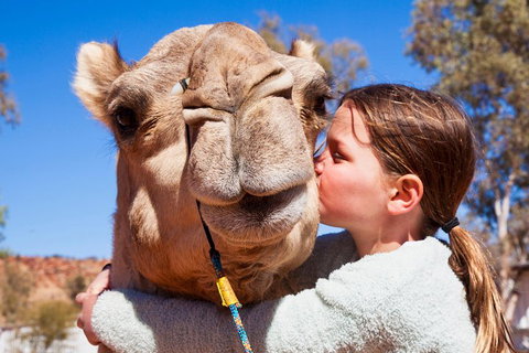 Alice Springs Camel Tour - Surfers Gold Coast 5
