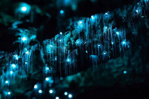Hinterland Magic & Glow-worm Experience - Surfers Gold Coast 1