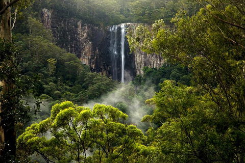 Hinterland Magic & Glow-worm Experience - Surfers Gold Coast 4