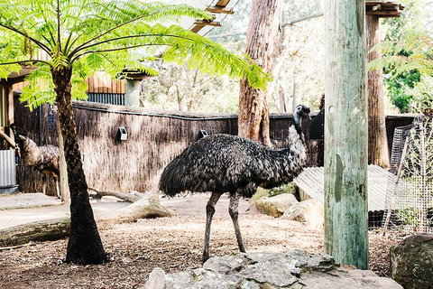 Sydney Taronga Zoo General Entry Ticket And Wild Australia Experience - Surfers Gold Coast 0