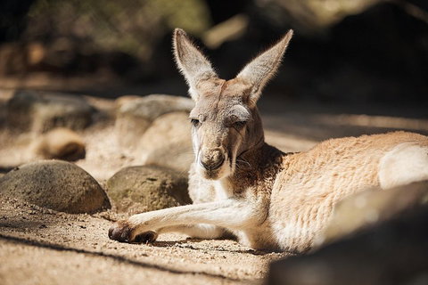 Sydney Taronga Zoo General Entry Ticket And Wild Australia Experience - Surfers Gold Coast 3