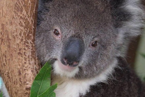 All Inclusive Blue Mountains Small-Group Day Trip From Sydney - Surfers Gold Coast 1