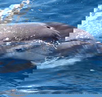 Jervis Bay Dolphin Watch Cruise - Surfers Gold Coast