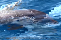 Book Viator Accommodation Vacations Surfers Gold Coast Surfers Gold Coast