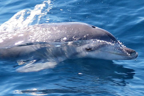 Jervis Bay Dolphin Watch Cruise - Surfers Gold Coast 0
