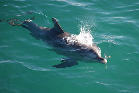 Jervis Bay Dolphin Watch Cruise - Surfers Gold Coast 1