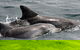 Jervis Bay Dolphin Watch Cruise - thumb 2