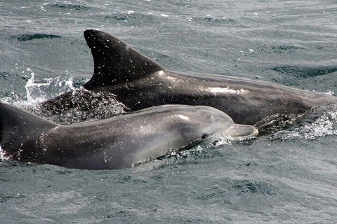 Jervis Bay Dolphin Watch Cruise - Surfers Gold Coast 2