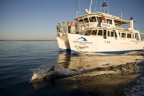 Jervis Bay Dolphin Watch Cruise - Surfers Gold Coast 3