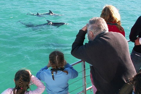 Jervis Bay Dolphin Watch Cruise - Surfers Gold Coast 4