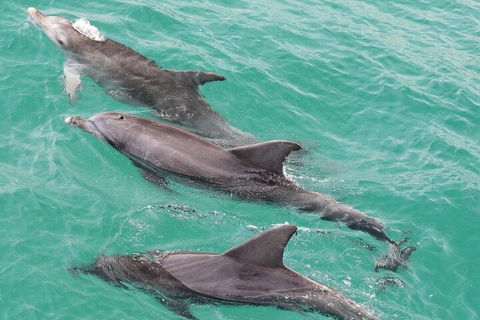 Jervis Bay Dolphin Watch Cruise - Surfers Gold Coast 5
