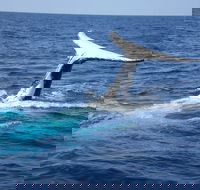 Whale Watching Jervis Bay - Surfers Gold Coast