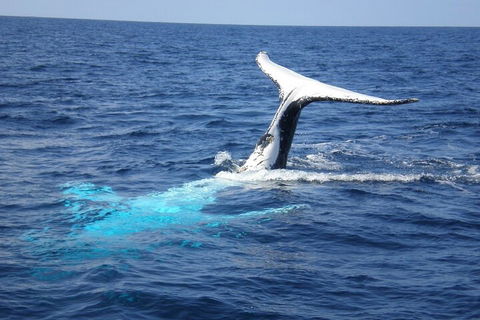 Whale Watching Jervis Bay - Surfers Gold Coast 0