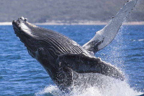 Whale Watching Jervis Bay - Surfers Gold Coast 2