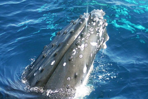 Whale Watching Jervis Bay - Surfers Gold Coast 3