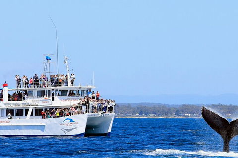 Whale Watching Jervis Bay - Surfers Gold Coast 4