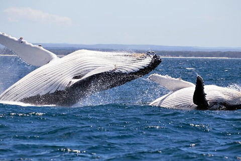 Whale Watching Jervis Bay - Surfers Gold Coast 5