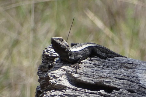 Inside The Greater Blue Mountains World Heritage - A Private Wildlife Safari Overnight - Surfers Gold Coast 2