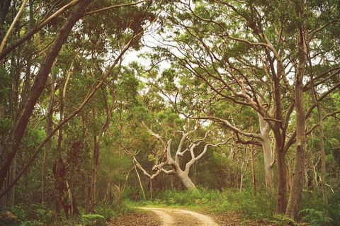 Day Trip To Cronulla & The Royal National Park - Surfers Gold Coast 5