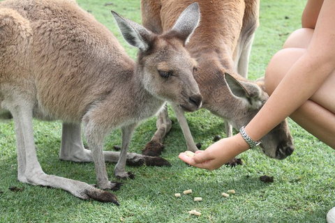 Pinnacles Desert, Koalas And Sandboarding 4WD Day Tour From Perth - Surfers Gold Coast 1
