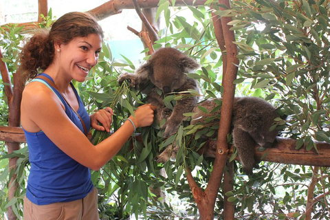 Pinnacles Desert, Koalas And Sandboarding 4WD Day Tour From Perth - Surfers Gold Coast 5