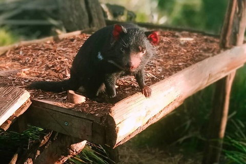 Bonorong Wildlife Park And Richmond Afternoon Tour From Hobart - Surfers Gold Coast 4