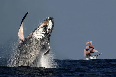 Sydney Harbour Tall Ship Whale & Sail - Whale Watching Cruise - Surfers Gold Coast 0