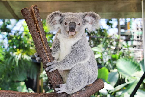 Cairns ZOOM And Wildlife Dome - Surfers Gold Coast 0