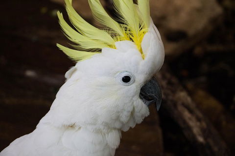 Cairns ZOOM And Wildlife Dome - Surfers Gold Coast 2