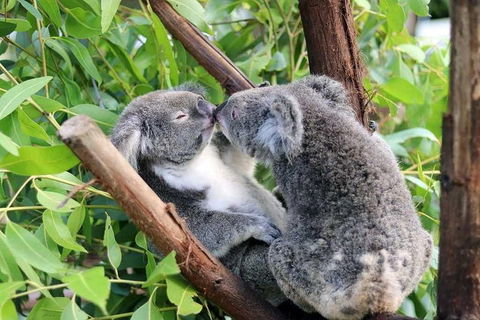 Classic Kuranda By Skyrail And Scenic Railway Including Rainforestation, Koala And Wildlife Park And Pamagirri Aboriginal Experi - Surfers Gold Coast 3