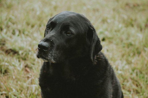 Daylesford Wine Tours: Wine, Cider, Gin, Vodka, Port, Food & Sights Tours! - Surfers Gold Coast 4