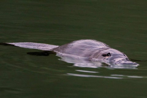 Wild Australian Wildlife 4WD Tour From Sydney - Surfers Gold Coast 2