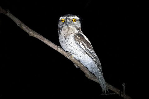 Wild Australian Wildlife 4WD Tour From Sydney - Surfers Gold Coast 4