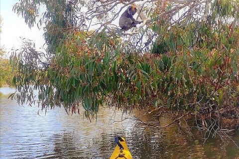 Kangaroo Island Self-Guided Kayaking On The Harriet River - Surfers Gold Coast 4