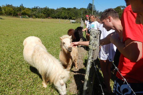 Atherton Tablelands Waterfalls Tour From Cairns - Surfers Gold Coast 4