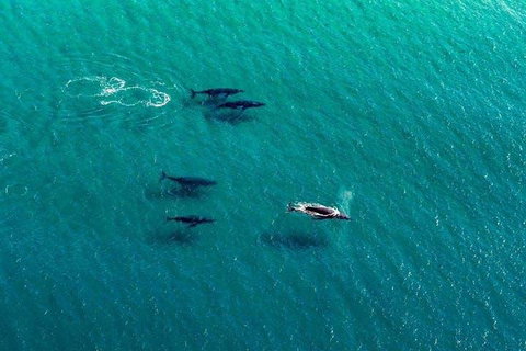 25-30 Minute Newcastle & Macquarie Helicopter Shared Flight - Surfers Gold Coast 4